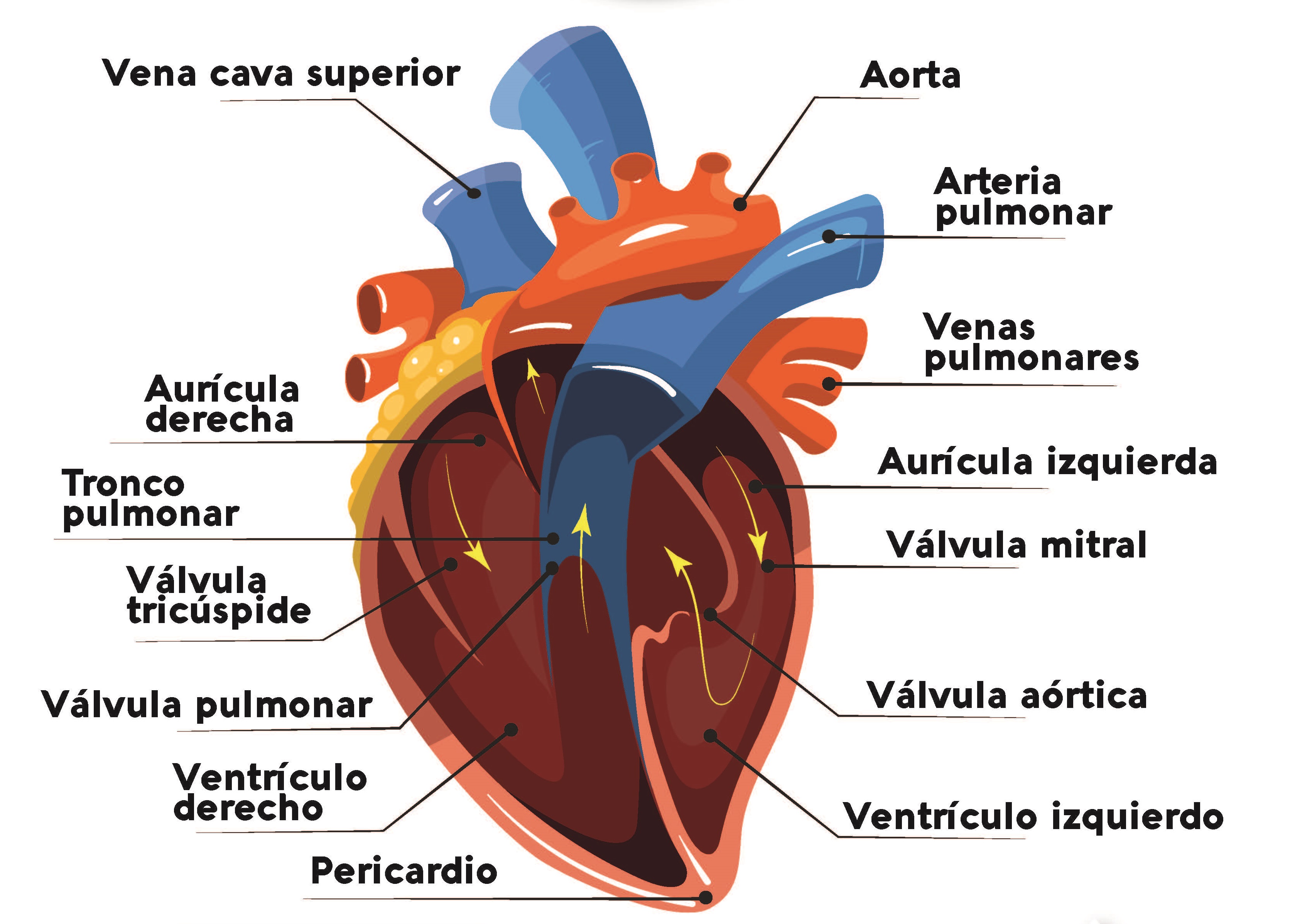 Partes Del Cuerpo Humano Por Dentro Con Sus Nombres Pdf Infoupdate Partes Del Cuerpo Humano Por Dentro Con Sus Nombres Pdf Infoupdate